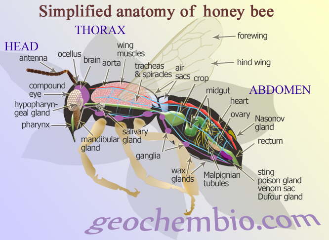 Name:  honeybee.png
Views: 1287
Size:  474.8 KB