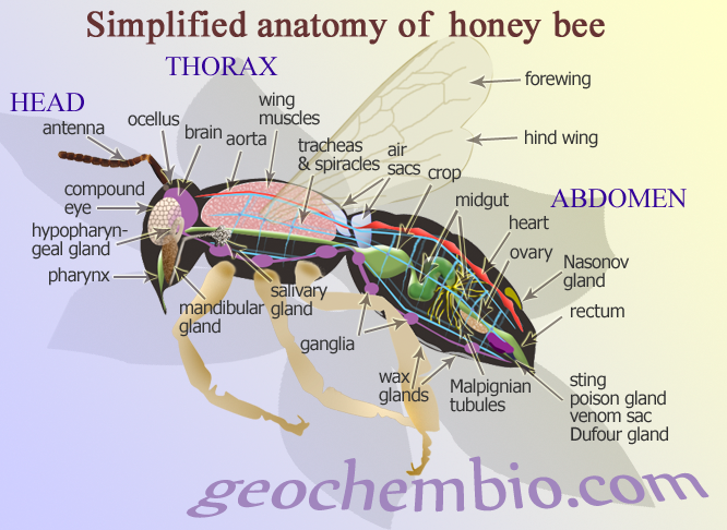 Name:  honeybee.png
Views: 1449
Size:  474.8 KB