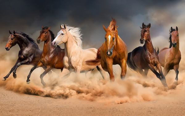 Name:  horses.jpg
Views: 359
Size:  38.6 KB